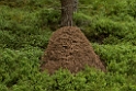 David Plant Photography - Wildlife Photography - Formica aquilonia - E